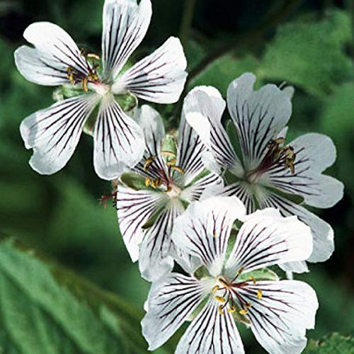 6 x Géranium vivace à feuilles de crèpe - Geranium Renardii - Godet 9x9cm - Feuillage argenté, fleurs violettes, bordures