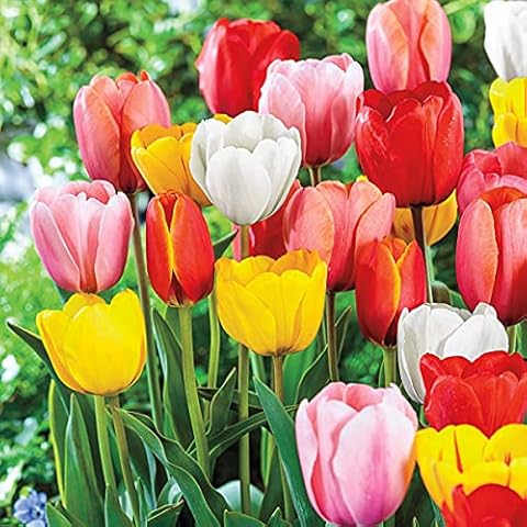 BRECK'S Perennial Tulip Multi-Colored Spring Flowering Bulbs - Includes 35 Bulbs,11 to 12 cm in Diameter. One of The True Signs of Spring, add Some Wonderful Color to Your Early Spring Landscape Cover