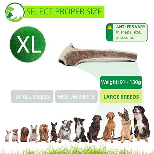 Primary Pets Premium Pet Supplies SPLIT Antlers for Dogs Size EXTRA LARGE, Naturally Shed, Sustainable - Image 4
