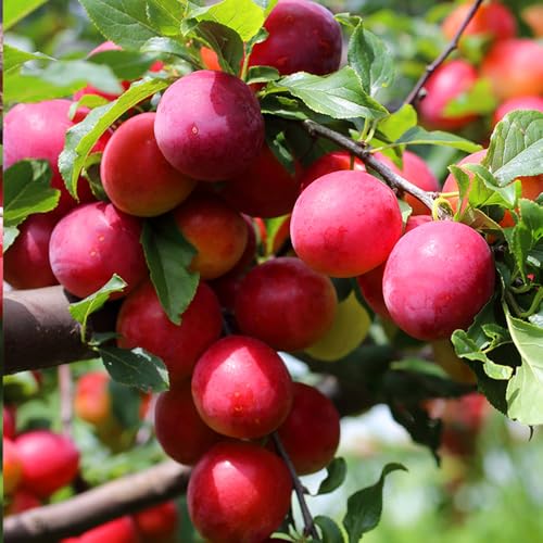 All Red Plum Tree, Bold, Red-Fleshed Plum with Sweet Flavor