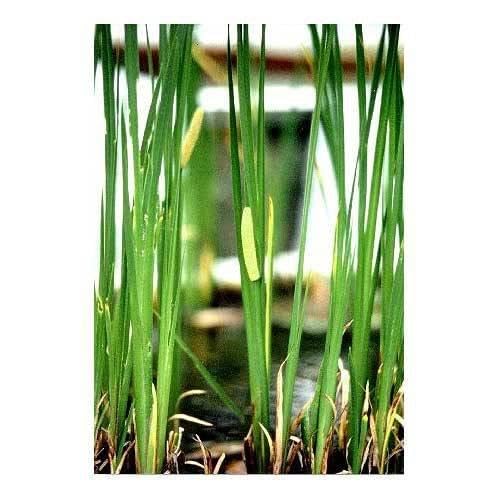 Amazon｜（山野草）ニオイショウブ（香り菖蒲）（1ポット分）｜観葉