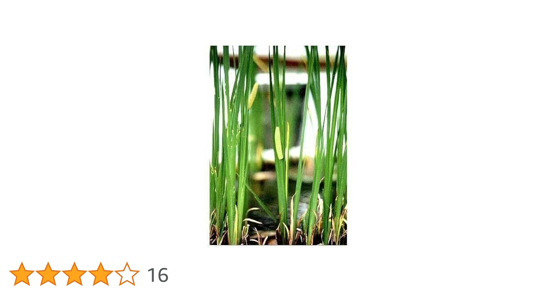 Neko様　売約済みです。耐寒宿根草　菖蒲湯用の菖蒲です。　22-4(5) 08直前】花菖蒲 紫雲(淡紫)※届日限定 4/30〜5/1 ※商品説明をお