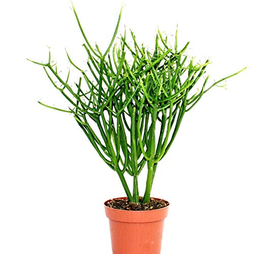 Seedtrees Pencil Cactus/Euphorbia Tirucalli Live Plant (B0C86J5RCT) Amazon Price History, Amazon Price Tracker