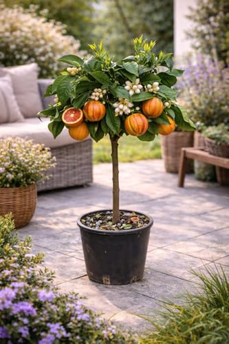 Orangenbaum Arcobal 70-100 cm - Citrus Sinensis 'Arcobal' - Regenbogen Orange, Fruchtig, Aromatisch, Perfekt für Garten & Terrasse – Exklusive Züchtung, Ideal für Frischverzehr und Saft