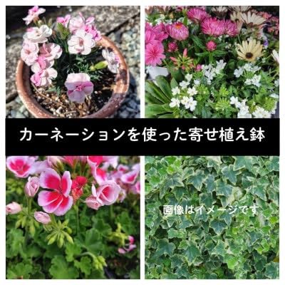 カーネーションを使った寄せ植えブリキ鉢