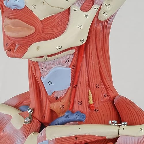 Image of 3B Scientific B55 Complete Dual Muscle Figure w /internal organs 1 /2 life-siz - 3B Smart Anatomy
