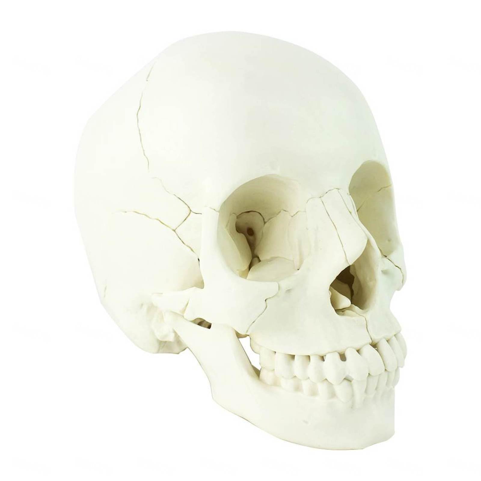 頭蓋骨模型 解剖学的構造 6137bG7B0DL.jpg_BO30,255,255,