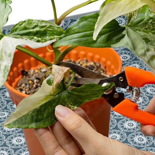 image for SunnyPoint Repotting Mat for Indoor Plant Transplanting Control Mess, 