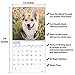 2020 Corgis Wall Calendar by Bright Day, 16 Month 12 x 12 Inch, Cute Dogs Puppy Animals Pembroke Welsh Cardigan Aborable
