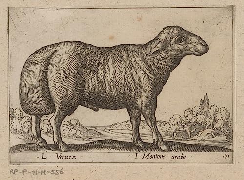 Arabisch Schaap Tempesta grand tableau toile pour mur vide 60x90