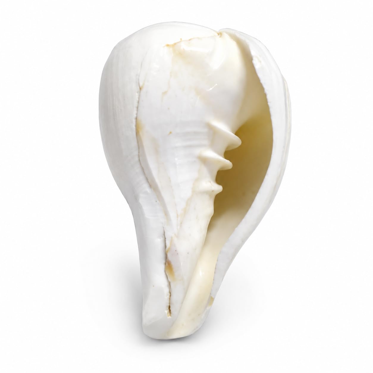 Natural White Shankh for Pooja | Sacred Conch Shell for Daily Worship, Home Temple, Aarti, Abhishek & Religious Ceremonies-image-9