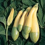 David's Garden Seeds Squash Summer Zephyr 5677 (Multi) 25 Non-GMO, Hybrid Seeds