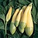 David's Garden Seeds Squash Summer Zephyr D2217 (Yellow Green) 25 Hybrid Seeds