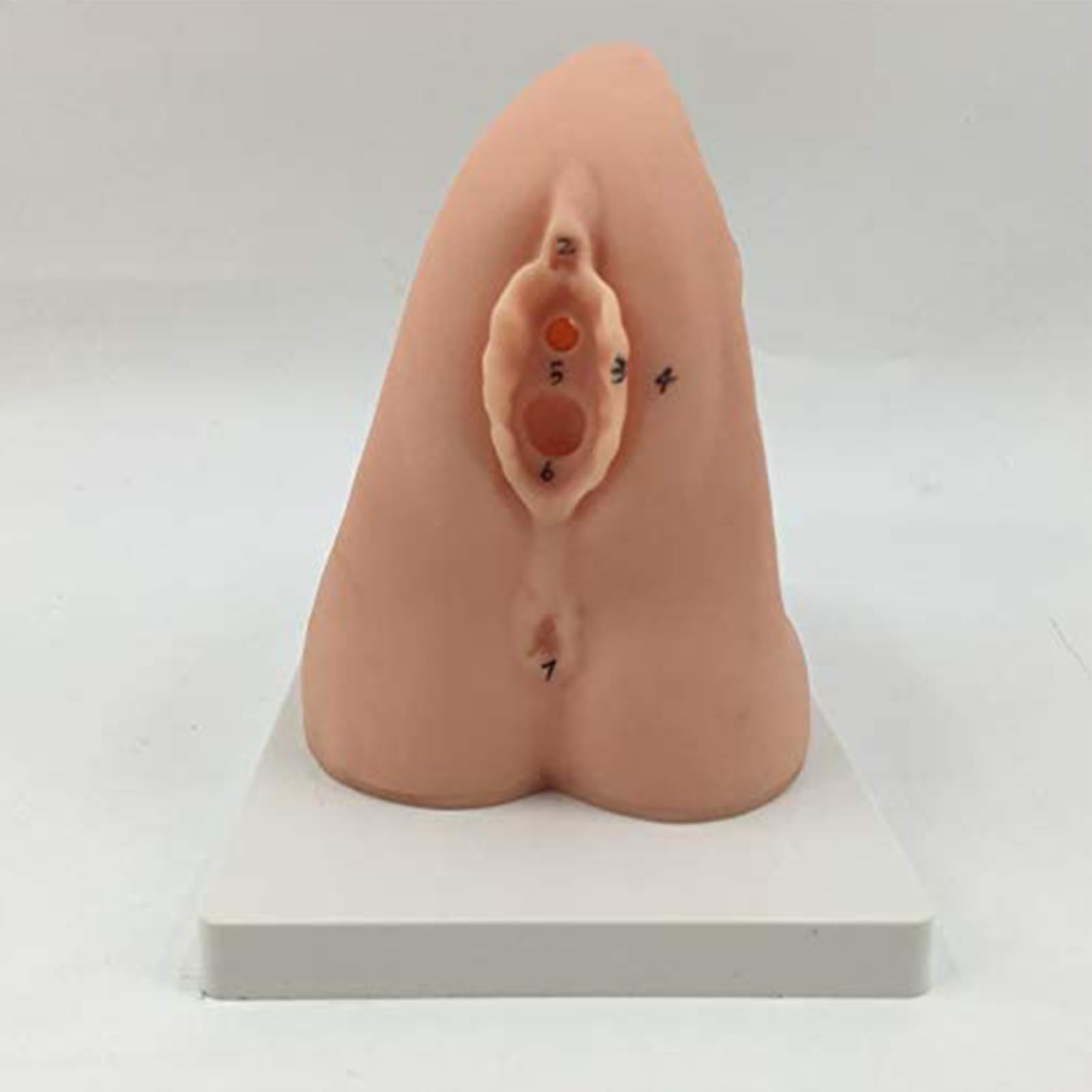 Modèle de cathétérisme - Modèle de cathétérisme interne et externe féminin - Modèle de formation à la pratique médicale - Modèle d'enseignement du mannequin en PVC - Pour l'aide à la formation médica