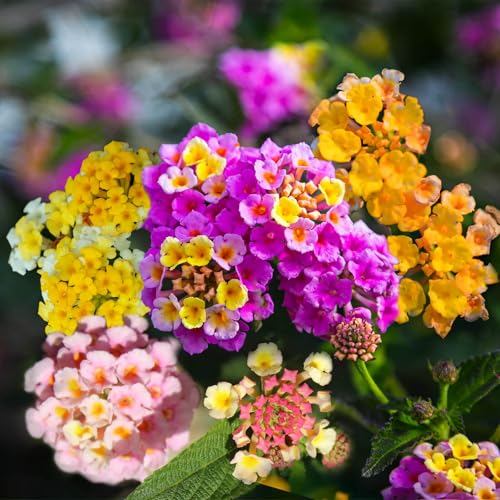 600 Lantana Flower Seeds – Colorful Perennial Seeds | Drought-Tolerant, Easy to Grow & Long-Blooming | Attracts Butterflies & Hummingbirds – Perfect for Backyard Gardens, Balconies, and Patio Planters 600 Lantana Flower Seeds – Colorful Perennial Seeds | Drought-Tolerant, Easy to Grow & Long-Blooming | Attracts Butterflies & Hummingbirds – Perfect for Backyard Gardens, Balconies, and Patio Planters