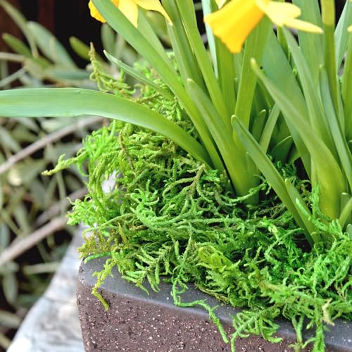 Image of SuperMoss (25324) Forest Moss Preserved - Long-Lasting Natural Moss for Indoor /Outdoor Plants, Crafting, and Home Decor, 1,400 cu in, Green