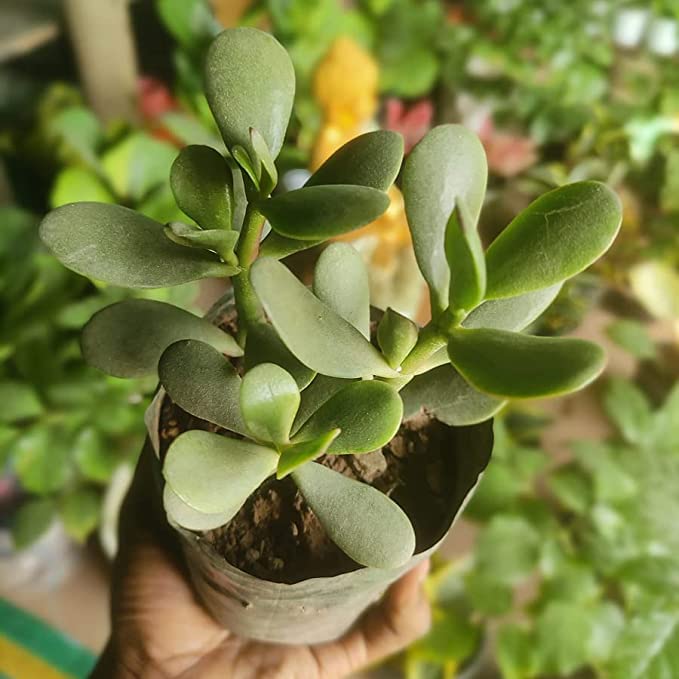 Mkanti Traders Crassula Ovata Jade Plant (Good Luck Feng Shui) GOOD
