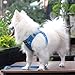 Suredoo Hundegeschirr Kleine Hunde mit Leine, Anti Zug Geschirr Reflektierend Atmungsaktiv Brustgeschirr, Welpengeschirr für Kleine Hunde (Blau Kariert, M, Brust: 34-39cm)