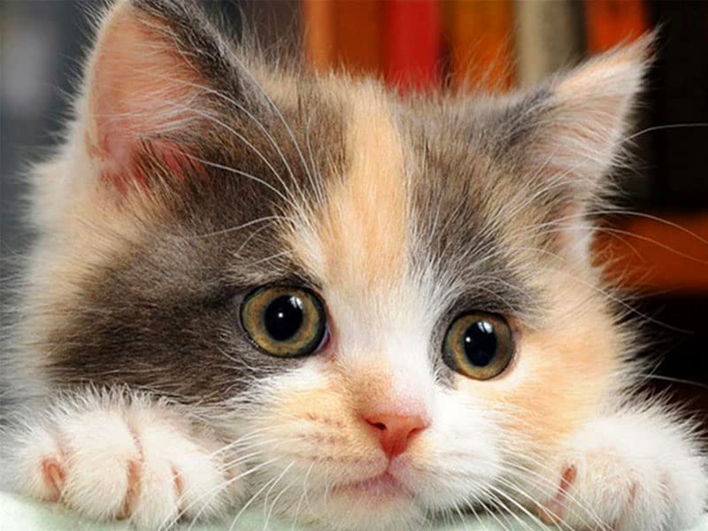 Amazon | DIY 5D ダイヤモンドペインティングキット かわいい猫