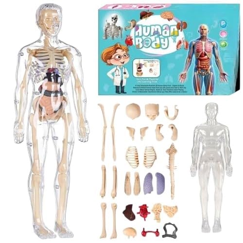 Neel Human Body Anatomy Model for Kids, 3D Skeleton Organs Kit, Educational Science Toy, 29-Pcs Removable Body Parts, Doctor Play Set Body Parts Model STEM Learning Gift for Boys & Girls-image-22