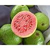 Guava Tropical Fruit Psidium guajava Exotic Tree Seed Edible guayaba 15 Seeds