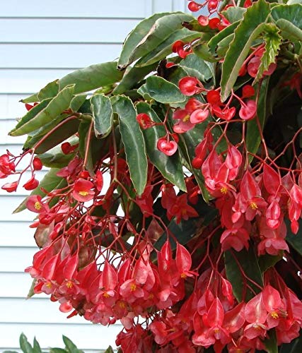 Germinazione dei semi: 2 Red Angelo ala Begonia Cane Talee