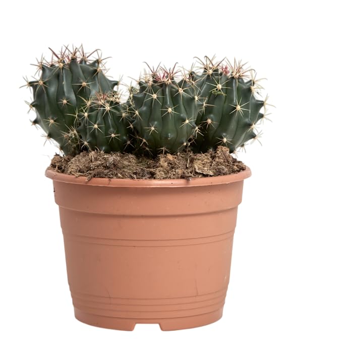 Verdecora Cactus en Maceta 3L | Variedad Aleatoria | Planta Natural Resistente y Decorativa | Ideal para Principiantes