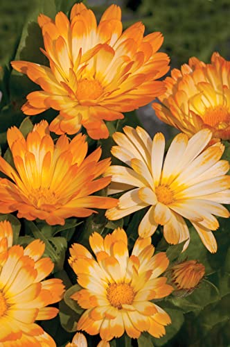 Graines de fleurs de Calendula Oopsy Daisy Calendula Officinalis également connues sous le nom de graines de jardin à domicile de souci en pot par Heavy Torch Seeds