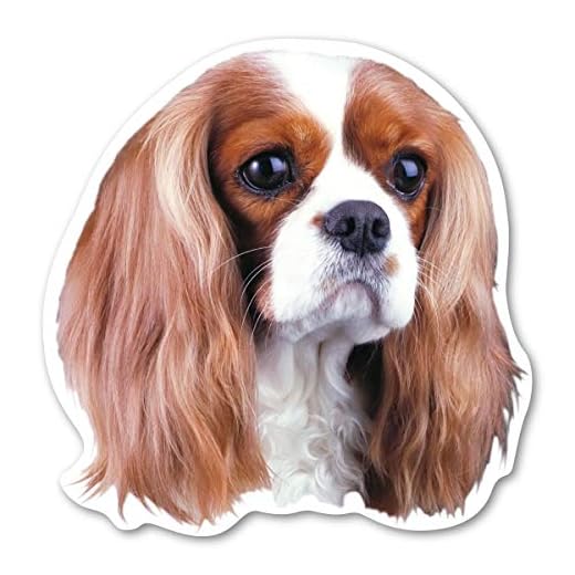 Magnet America Cavalier King Charles Spaniel Dog Magnet is 4.875" x 4.875" Made for Vehicles and Refrigerators