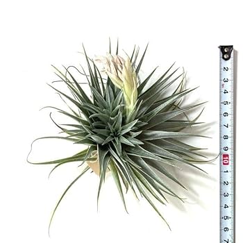 Amazon.co.jp: (現品) チランジア ロゼイフローラ (No.22102