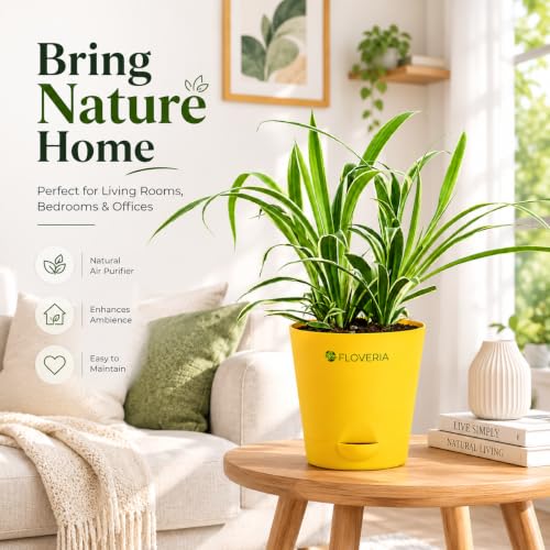 Image of Spider Plant Live with Pot | Air Purifying Indoor Live Plant for Home & Office | Easy Care | Decorative Indoor Plant for Living Room, Bedroom & Balcony