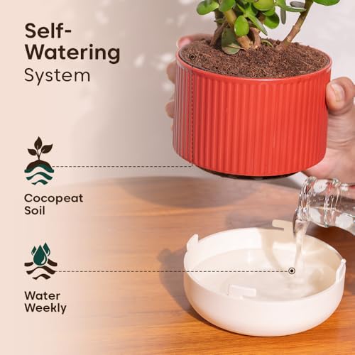 Image of Kyari Combo of 3 Indoor Plants - Lucky Jade, Golden Hahnii, Money Variegated with Red Brick Self Watering Pot 4 Inch - Live Plants for Home Decor, Living Room, Office Desk - Air Purifying Plant Set