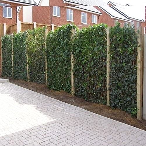 12 x Efeu 75-100 cm (Hedera Hibernica): 12 kaufen / 7,5 bezahlen | 12 immergrüne echte Kletterpflanzen für eine 2 Meter 100% Sichtschutz Hecke (Blickdicht) | ClematisOnline Kletterpflanzen