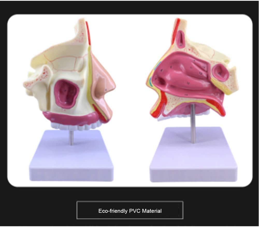 Modello educativo cavità nasale Modello anatomico ENT Umano Anatomia Medica Materiale didattico per Scuola Clinica Biologia Aula Dimostrare Studio Apprendimento