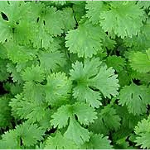 Indica Super Agri Green Coriander Imported Bella Seeds 3 Packet x 20gm Each, Superb Seeds Quality (B01E2BJ71K) Amazon Price History, Amazon Price Tracker