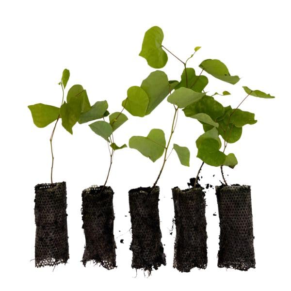 Eastern Redbud Live Flowering Tree Plug Seedlings | 6-12 | Arbor Day Foundation - (Due to Agricultural Laws Unavailable to AZ CA) (5-Pack)