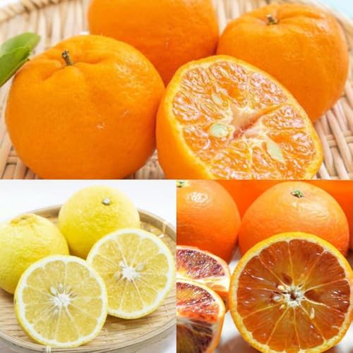 [定期便]定期便全3回 [2月・3月・4月お届け] 和歌山の春の柑橘 (ポンカン・はるか・ブラッドオレンジ)秀品[TM173]