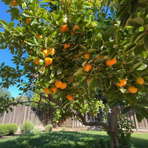 American Persimmon Seeds (30 Count) - Diospyros Virginiana, Non-GMO Heirloom, Edible Perennial Fruit Seeds for Outdoor Planting