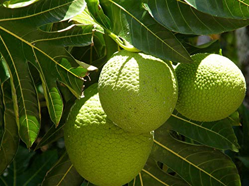See full amazon price history chart for Creative Farmer Fruit Plant Breadfruit Artocarpus Incisus Bushy for Balcony Gardening Plant(1 Healthy Live Plant) Creative Farmer Fruit Plant Breadfruit Artocarpus Incisus Bushy for Balcony Gardening Plant(1 Healthy Live Plant) (B07SRFTG4B) Amazon Price History, Amazon Price Tracker