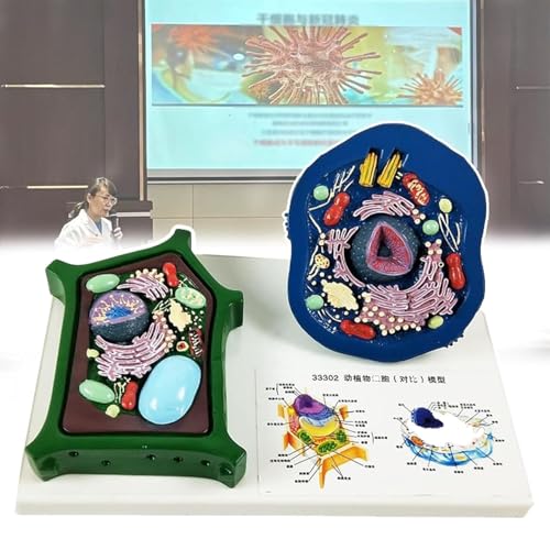 Modelo de enseñanza anatómica médica celular con relieve de alta definición
