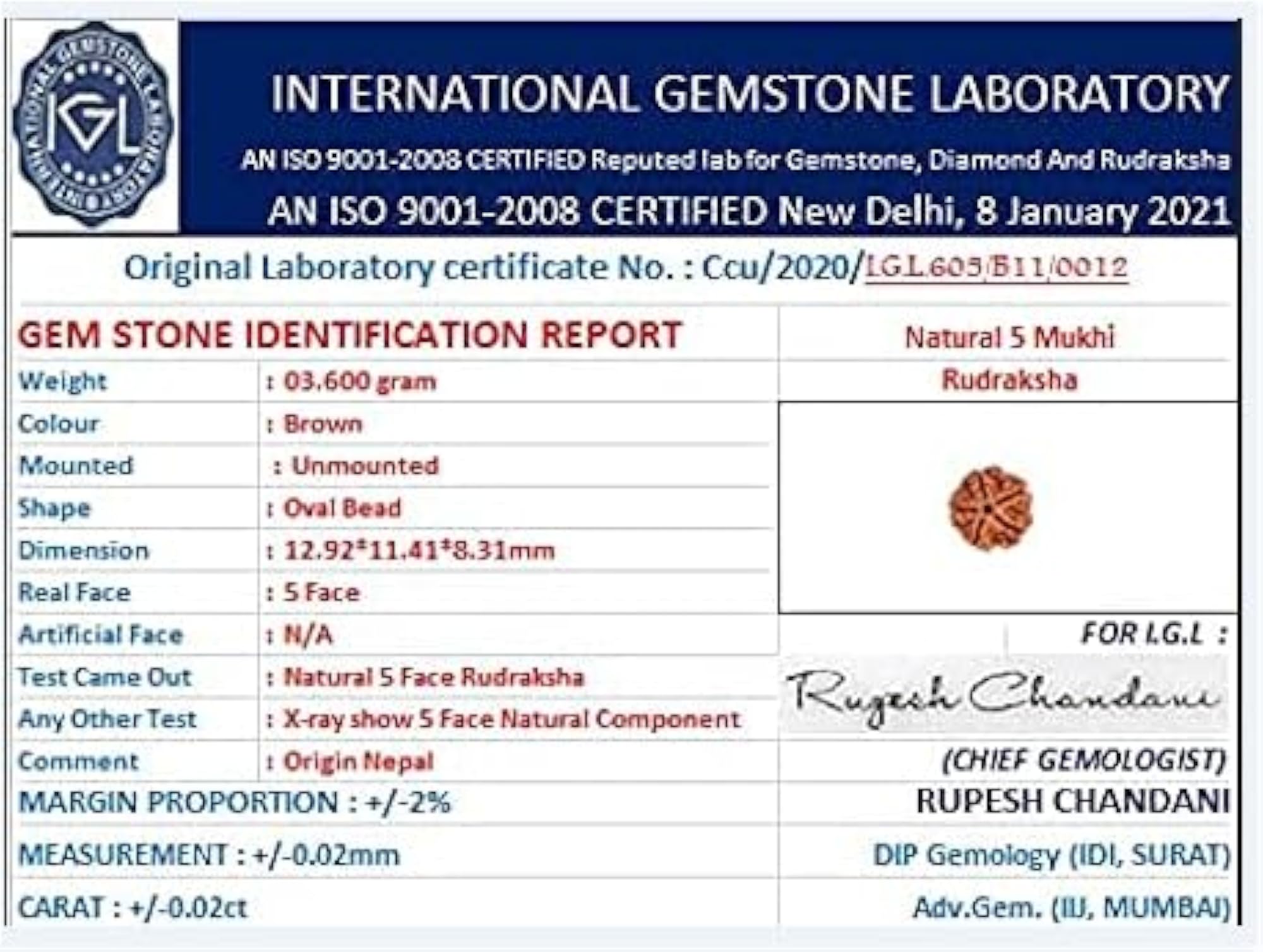 Premium Five Face Rudraksha, Lab Certified