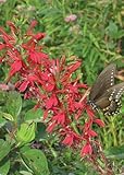 Cardinal Flower (Lobelia cardinalis), Seed Packet, True Native Seed