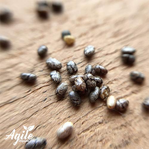 Image of Chia Seeds 500gm - Raw Chia Seeds | Seeds For Eating | Diet Snacks | Seeds for Weight Loss | High Protein Seeds | Rich in Omega 3 | Chia Seed 500g