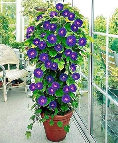 Image of Morning Glory Flower Seeds 25 Plus Mixed Color for Planting Climbing Vine Flower Seeds for Home Garden Balcony Terrace Easy Grow Fast Growing Blooming Plants Indoor Outdoor Gardening (morning glory..)