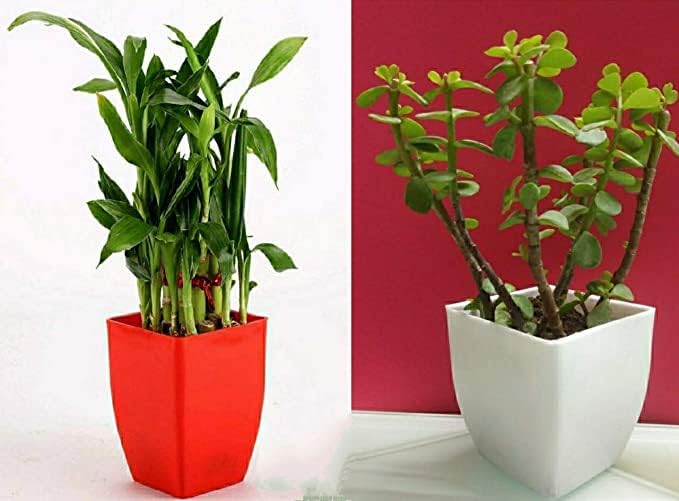 Soil Savers Set of 2 Plants Combo 2 Layer Lucky Bamboo in Red Pot God Lucky Jade Plant In White Pot Pack Of 2 Plants (B0C7Q9LR7Z) Amazon Price History, Amazon Price Tracker