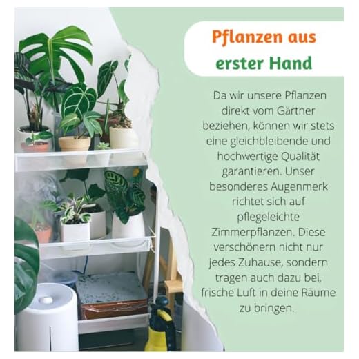 7er-Pflanzen-Set “Tierfreund”, +/- 30-60cm, ø 12-15cm Topf, Bergpalme, Glückskastanie, Bananenpflanze, Korbmarante, Goldfruchtpalme, Grünlilie, Katzengras, Ungiftig & Tierfreundlich