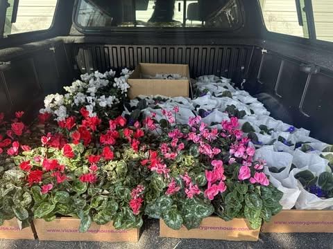 Cyclamen Plant Live Perennial Fowering Plant Persian Violet Shurb 4 Inch Pot, Winter Flowers (Pink Cyclamen Flowers)