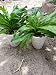 Recao Eryngium Foetidum Culantro 2 Live Plants