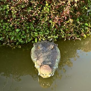LUEUR Pond Floating Fake Alligator Head Decoy Crocodile Fake Head for Decorations Outdoor Pools Float Fake Gator Head Deterrent Ducks for Pond Decorations,Swimming Pool, Koi Pools