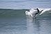 South Bay Board Co. - Hybrid Surfboards - Wax-Free Soft Top + Fiberglassed Bottom Deck Surfboard (6' Razzo - White, 6' Razzo - White)